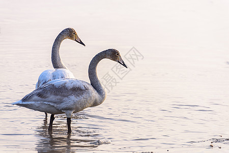 天鹅舞天鹅在水上游泳野生动物白色荒野池塘蓝色水禽鸟类鸭子羽毛反射背景