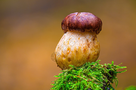 多色秋林中的真菌很好吃季节食物美食食谱收成苔藓蔬菜荒野木头厨房图片