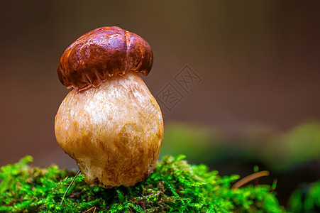 多色秋林中的真菌很好吃食谱收成苔藓食物荒野生长烹饪厨房季节蔬菜图片