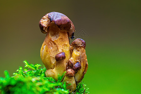 多色秋林中的真菌很好吃厨房蔬菜苔藓收成季节食物美味食谱木头荒野图片