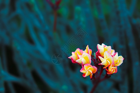 红红色黄黄色白花花芽和花园绿叶季节叶子花束鸡蛋花异国花瓣植物芳香热带丛林图片