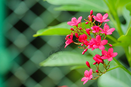 棉花在花园中留下麻风树红花和绿叶花瓣叶子草本植物植物群植物学衬套花粉热带环境公园图片