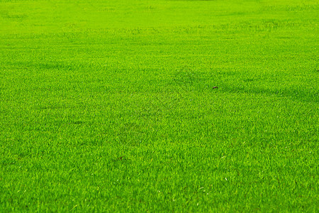 高尔夫运动自然绿色新鲜草地背景图片