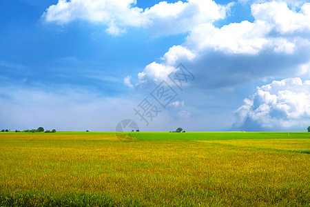 清晨黑暗蓝天下雨中白云的美丽农业 茉莉稻田图片