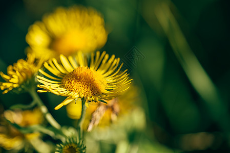 美丽的黄色花朵雏菊草本植物礼物花束公园庆典植物学花序植物花瓣图片