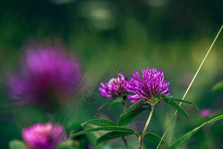 克洛弗鲜花草地花店场地礼物紫色公园荒野展示花束植物学三叶草图片