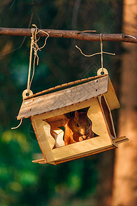 松鼠在进食器里吃坚果公园毛皮橙子食物荒野森林栖息地种子尾巴木头图片