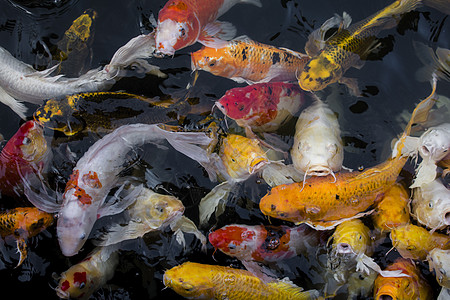科伊鱼 多姿多彩的花哨鱼 在池塘游近水反射动物花园黄色红色鲤鱼橙子白色游泳农场图片