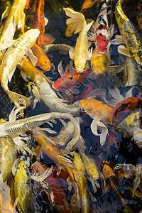 科伊鱼 多姿多彩的花哨鱼 在池塘游近水生活公园黄色游泳金子动物文化水池池塘反射图片