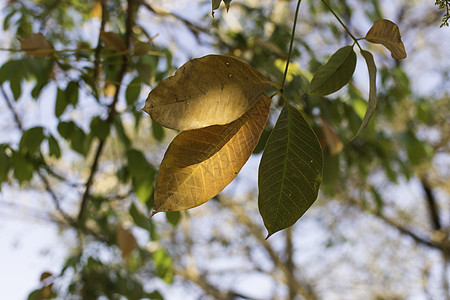 黄或橙色的橡胶树树叶 隔绝的秋季休黄或橙色假图片