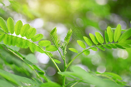 新鲜的叶子绿色 光线柔和花园宏观太阳树叶季节背景晴天生长艺术植物图片