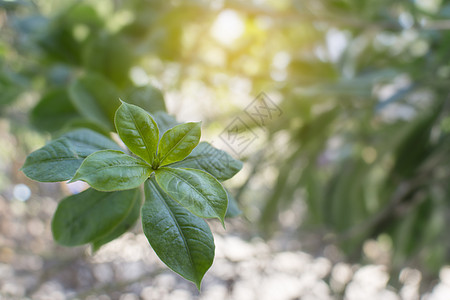 阿兰达布兰切蒂叶 轻柔的光线粉色紫色叶子花园植物绿色植物群图片