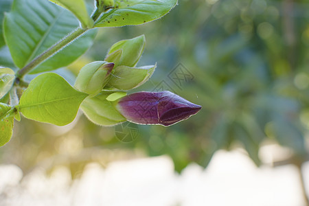阿兰达布兰切蒂的花朵 柔软的灯光植物群叶子植物绿色粉色紫色花园图片