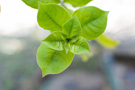 阿兰达布兰切蒂叶 轻柔的光线叶子花园植物群植物绿色紫色粉色图片