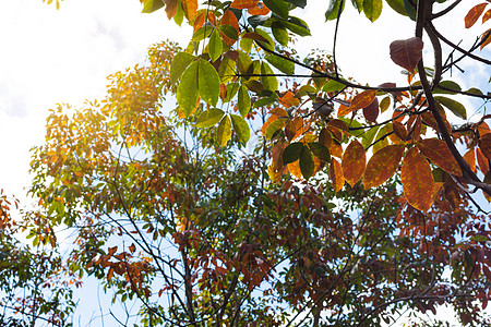 橡胶树叶的颜色正在改变 笑声叶子天空变色橡皮黄色橙子森林绿色蓝色公园图片