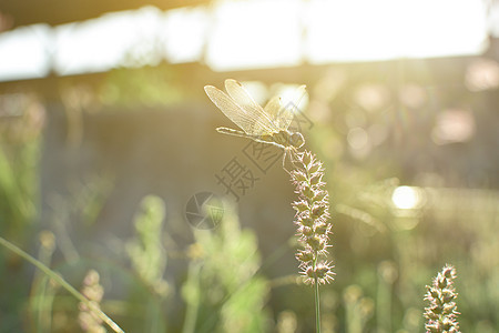 苍蝇和花草与夜晚的太阳生活蓝色动物群生物野生动物漏洞休息荒野绿色昆虫图片