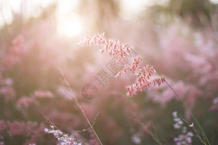 夕阳背景下的草花剪影彩色云彩风格农场场地植物季节日落晴天白色框架花朵阳光背景图片