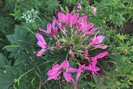 花园中的粉红色花 Cleome 的种类通常被称为蜘蛛花热带叶子生长公园植物紫色清洁剂园艺花瓣季节图片