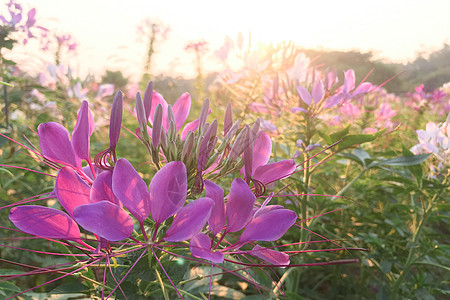 花园中的粉红色花 Cleome 的种类通常被称为蜘蛛花热带季节叶子紫色植物群园艺公园花瓣清洁剂植物图片