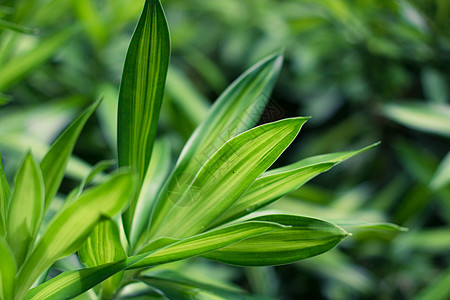 龙血树属植物绿色叶子为背景特写植物群黄色生长热带花园百合生活环境季节图片