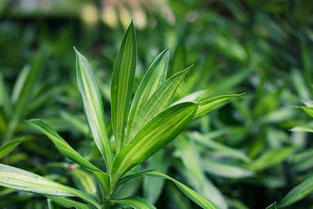 龙血树属植物绿色叶子为背景特写季节百合黄色热带植物群生活生长花园环境图片