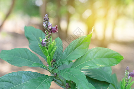 绿色叶子的花朵 迪普拉江植物群季节蓝色金银花叶绿色药品蔬菜花园植物花瓣图片