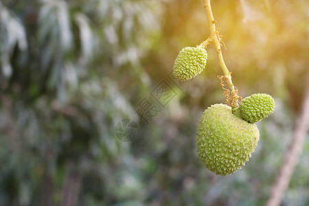 树上长着新鲜的绿色林地果实 在树上生长农业植物热带叶子食物荔枝柔光花园水果图片