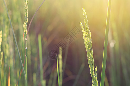 清晨稻田 阳光照耀过环境背景草地生长农业叶子农场种子金子植物群图片