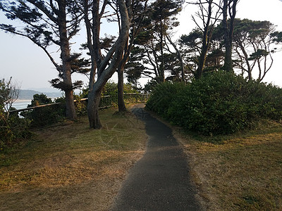 俄勒冈海岸带水的沥青路和树木海滩踪迹小路海洋海岸图片