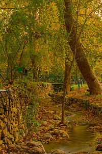 带树木和树叶 En Hemed国家公园包边桌子公园化学石头叶子目的地旅游无所事事溪流图片