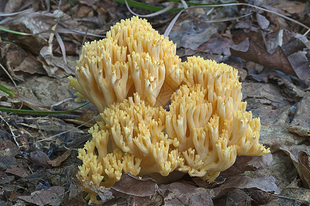 Ramaria 蒙蒂西马蘑菇图片