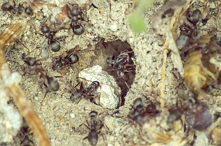 地面蚂蚁群森林团体树叶斗争力量野生动物害虫损害殖民地天线图片
