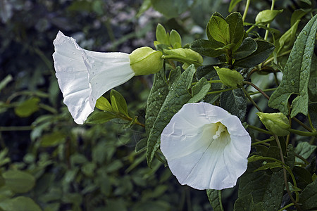 紧结结合的鲜花植物群旋花园艺生物学睡莲被子棕褐色喇叭生物铃铛图片