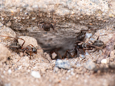 地面蚂蚁群斗争宏观工作害虫昆虫合作环境天线荒野工人图片