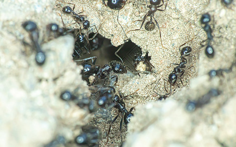 地面蚂蚁群动物群殖民地树叶工人组织荒野宏观害虫昆虫团体图片