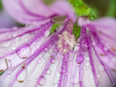 花园雨滴中的紫色花朵我们植物植物群宏观植物学阴影花瓣绿色白色叶子图片