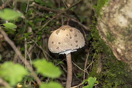 树苔草附近的棕色蘑菇图片