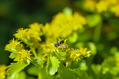 黄花上的蜜蜂 有绿色背景植物食物蜂蜜花蜜宏观黄色动物植物群自由生活昆虫图片