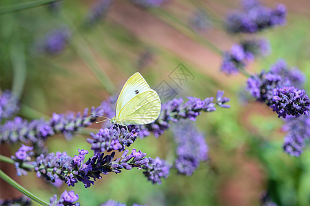 花朵上方的白菜白蝴蝶白色宏观紫色薰衣草动物蜂蜜自由生活植物野生动物昆虫背景图片