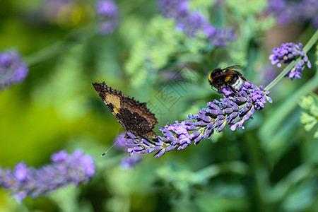 大黄蜂(大黄蜂)和小乌龟蝴蝶在熏衣花上合在一起图片