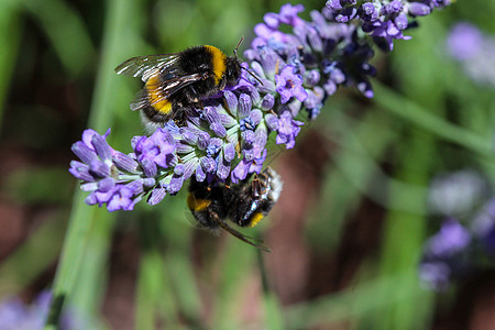 两只卑微的蜜蜂 一起在紫菜花上图片
