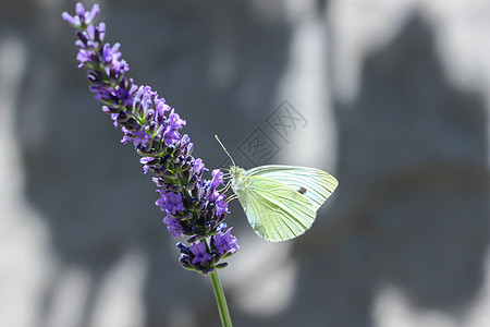 花朵上方的白菜白蝴蝶动物紫色昆虫生物学蓝色薰衣草植物花蜜宏观白色图片
