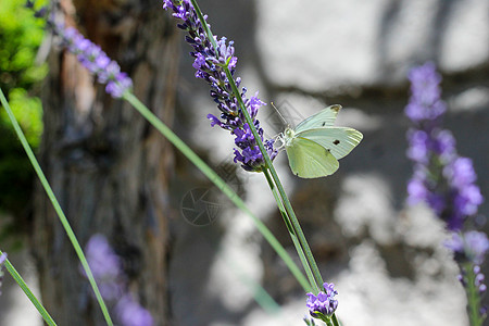 花朵上方的白菜白蝴蝶野生动物蜂蜜动物白色自由生活宏观薰衣草生物学花蜜蓝色图片