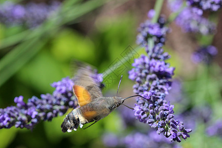 Kolibri 鹰蛾从熏衣草中采摘花蜜野生动物植物昆虫眼睛蜜蜂自由生活生物学动物紫色传感器图片