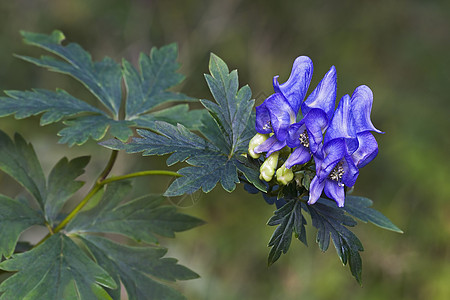 Axiliflorum僧侣花图片