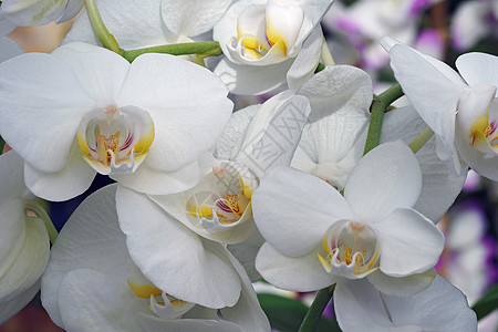 木兰花花植物花朵生物学杂交生物被子植物学兰花植物群园艺图片