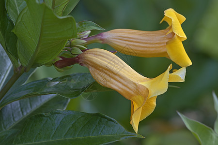 鲜花的贴近画面生物植物群生物学植物灌木被子园艺植物学图片