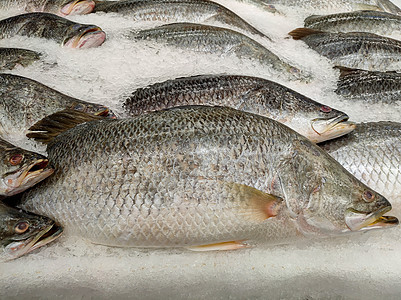 海产食品市场 特写新鲜的鱼 巨型海产食品市场(Giant Perch)图片