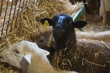 黑羊和白羊正在吃干草 农场图片