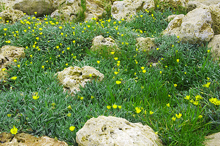 夏季绿草 黄花和白宝石图片